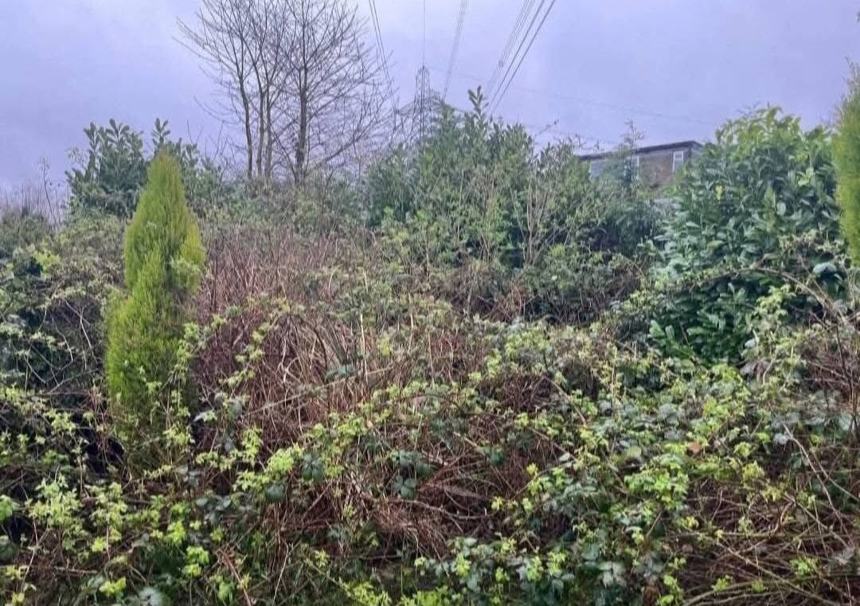 Brambles cleared out &mdash; before CRJ Gardening & Grounds
