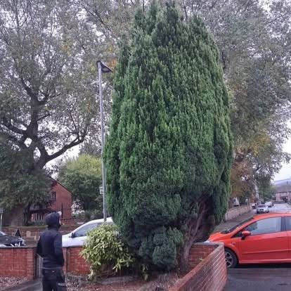 Conifer removed — before CRJ Gardening & Grounds
