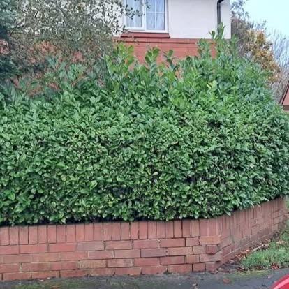 Laurel hedge reshaped &mdash; before CRJ Gardening & Grounds